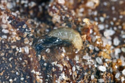 Škodcovia v pôdnom substráte