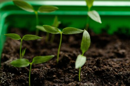 Mladé priesady v zdravom substráte