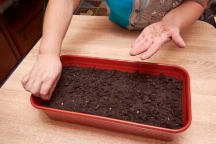 Vysievanie papriky v interiéri