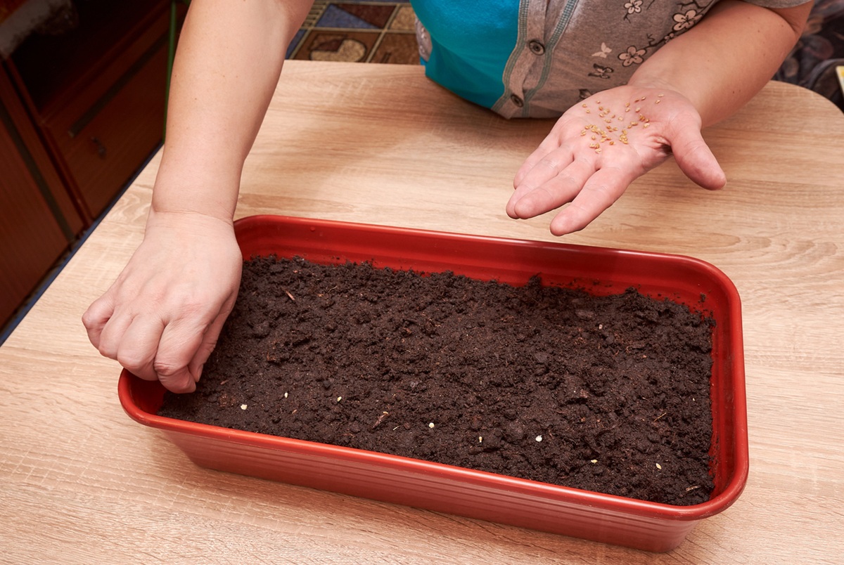 Vysievanie papriky v interiéri