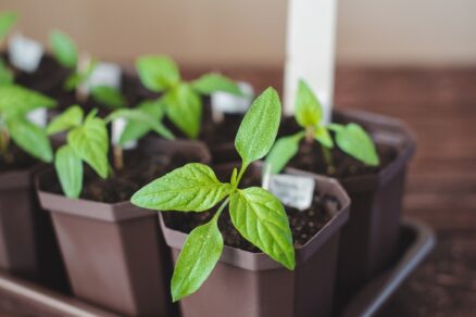 Priesady papriky v interiéri