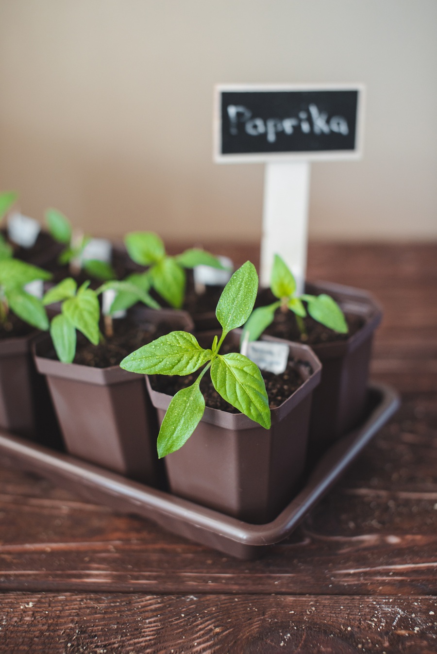 Priesady papriky v interiéri