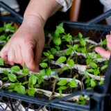 Čas na výsev papriky je tu! Kompletný návod, ako získať silné sadenice aj bez profesionálneho skleníka