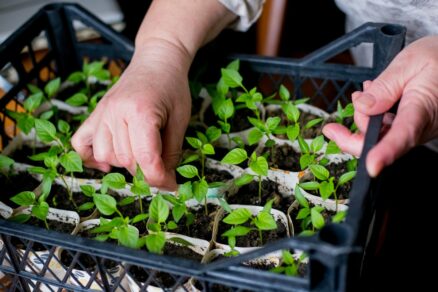 Priesady papriky v interiéri