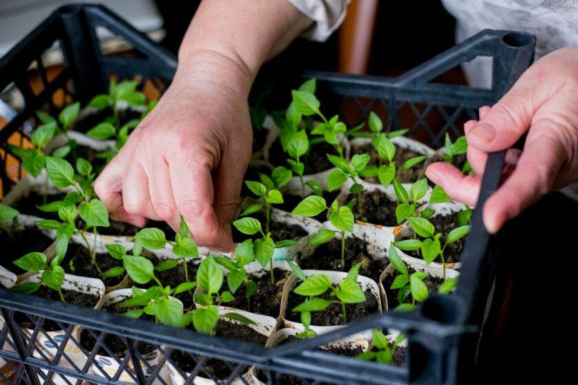 Priesady papriky v interiéri