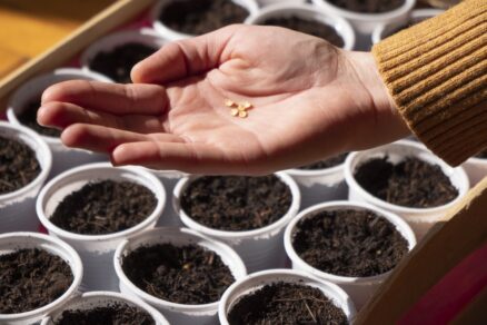 Vysievanie papriky v interiéri