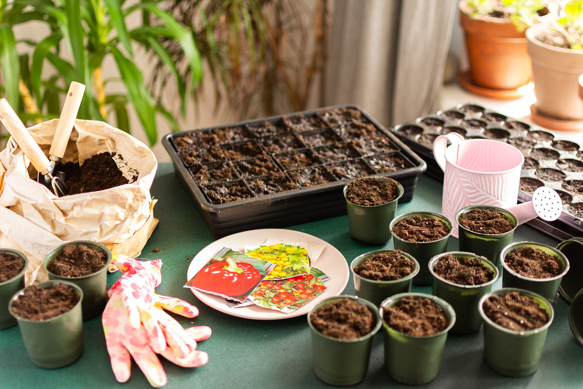 Príprava na predpestovanie zeleniny - substrát v nádobách