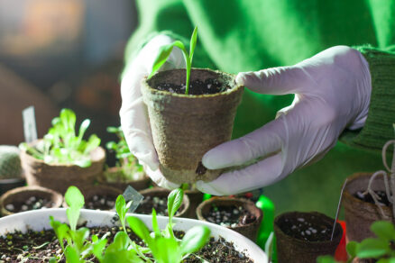 Mladé sadenice v sterilných podmienkach