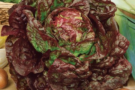 Semienka hlávkového šalátu