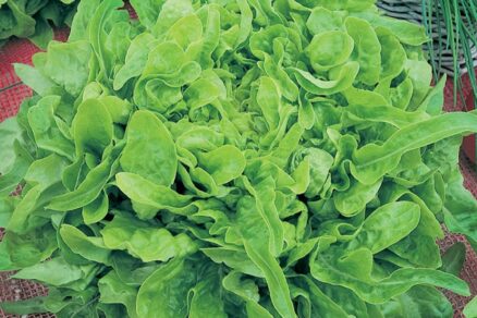 Semienka listového šalátu