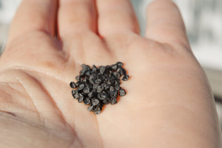 Semená cibule - čierne korenie