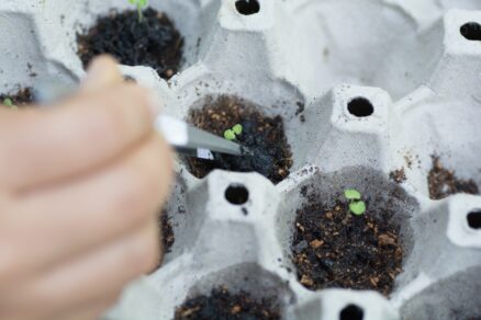 Pikírovanie mladých sadeníc v obale z vajíčok