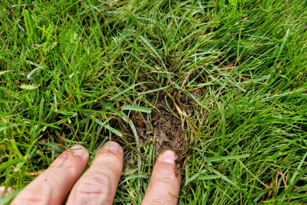 Podmáčaný trávnik po zime.