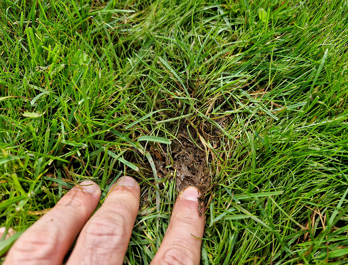 Podmáčaný trávnik po zime.