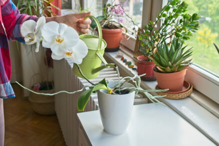 Zalievanie orchideí na okennom parapete