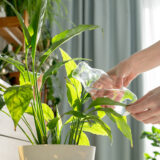 Voda z vodovodu, dažďová či destilovaná voda? Aká voda je najlepšia pre izbové rastliny