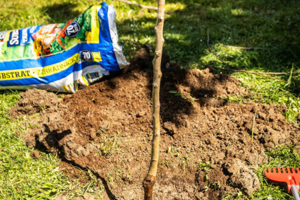 Mladý stromček skrátený na palicu