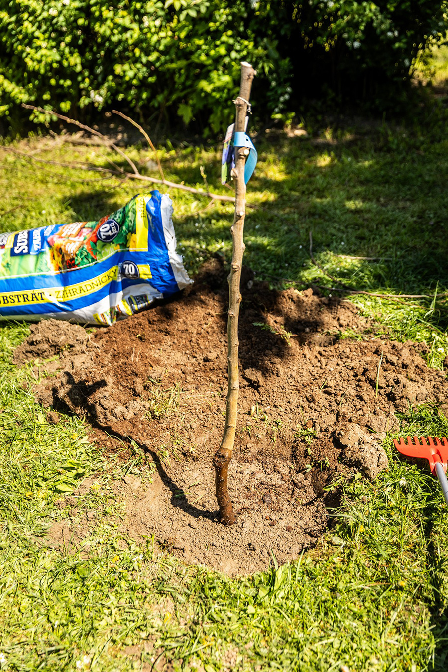 Mladý stromček skrátený na palicu