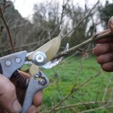 Stromy treba strihať úplne inak! Koniec zimného rezu a prečo už nefunguje