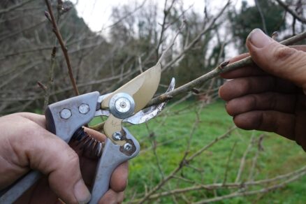 Zimný rez ovocných stromov