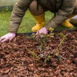 Nenoste kôru do záhrady priskoro! 3 dôvody, prečo marcové mulčovanie brzdí štart sezóny