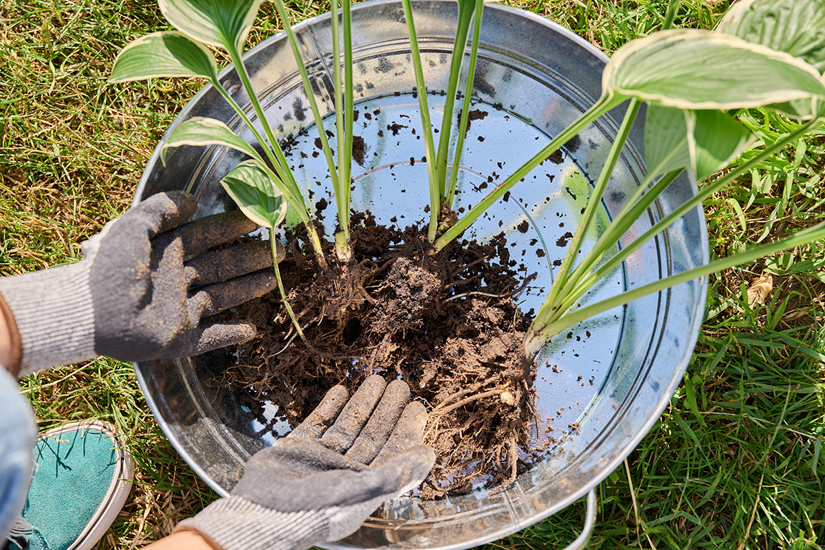 Delenie trvaliek v záhrade