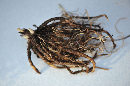 Koreň hosty po delení