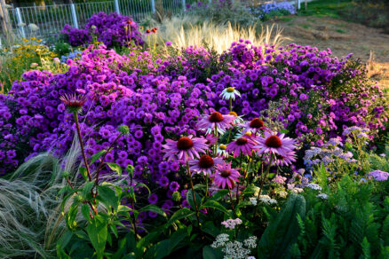 Trvalkové záhony, echinacea