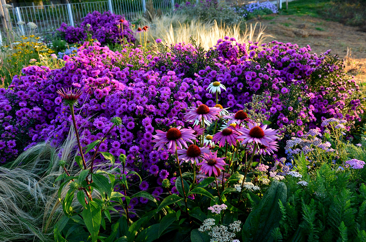 Trvalkové záhony, echinacea