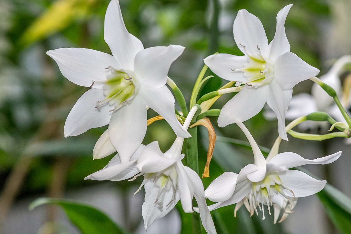 Eucharis