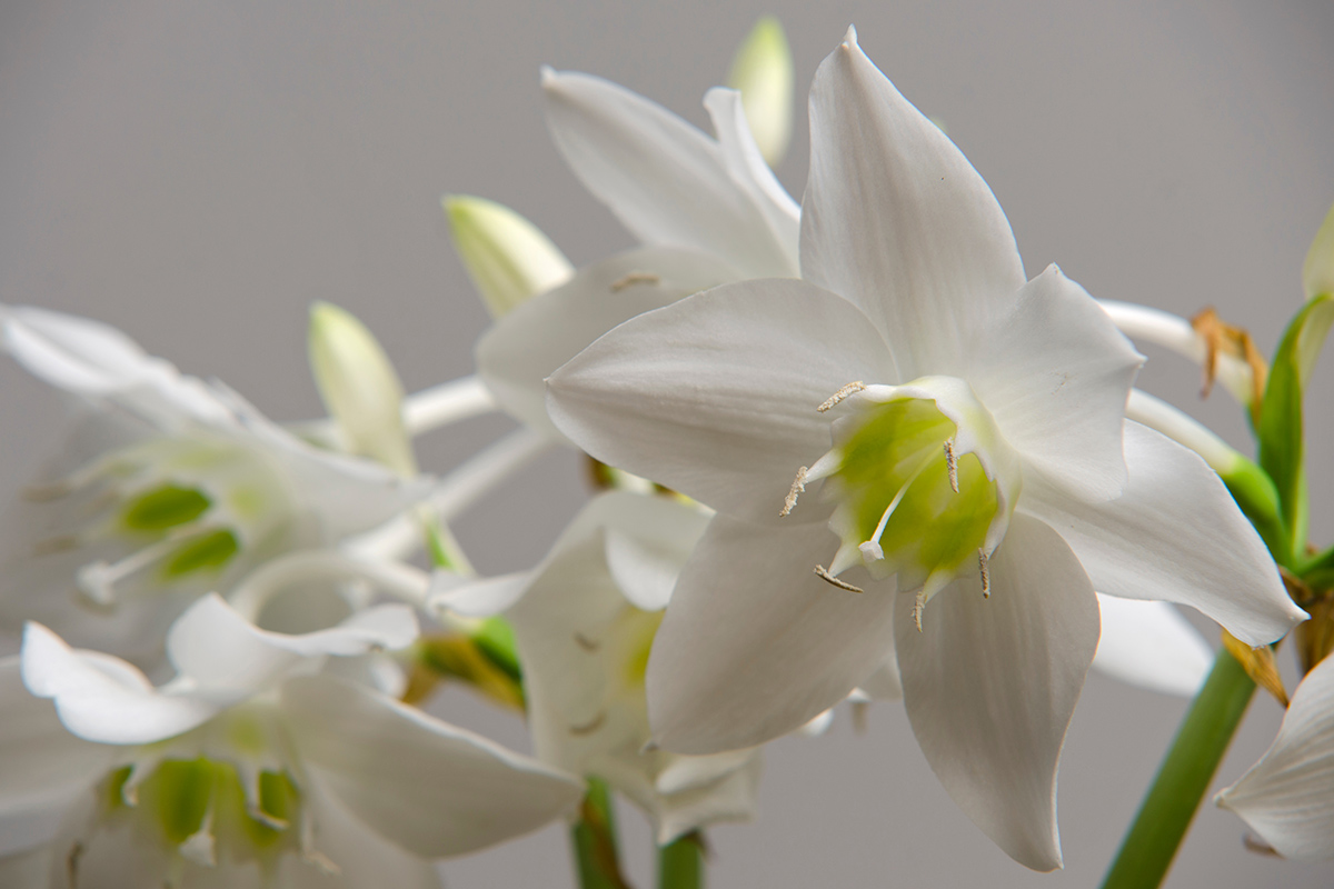 Tropická cibuľovina Eucharis v kvetináči