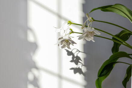 Tropická cibuľovina Eucharis v kvetináči