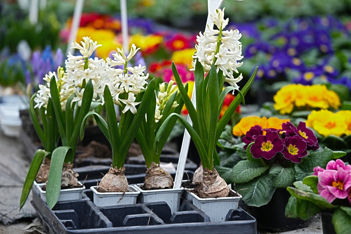 Hyacinty v záhradnom centre