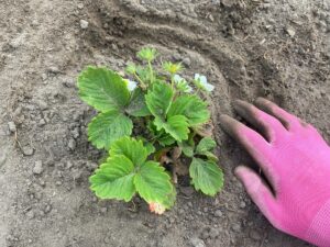 Nepodceňte „srdiečka“ jahôd! Tento jednoduchý jarný trik znásobí úrodu