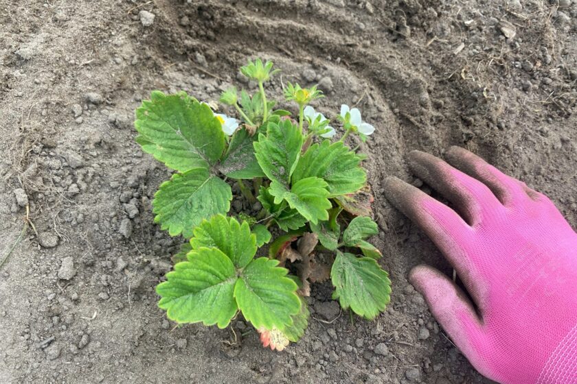 Starostlivosť o jahody na jar