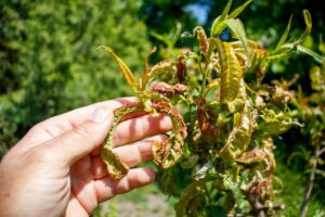 Jarný postrek proti kučeravosti broskýň – ako ho načasovať?