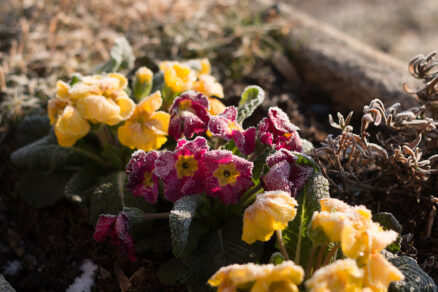 Jarné vety s námrazou