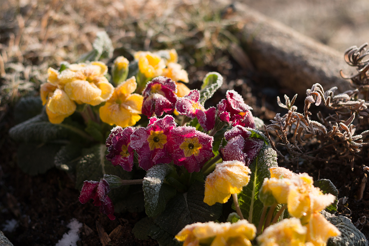 Jarné vety s námrazou
