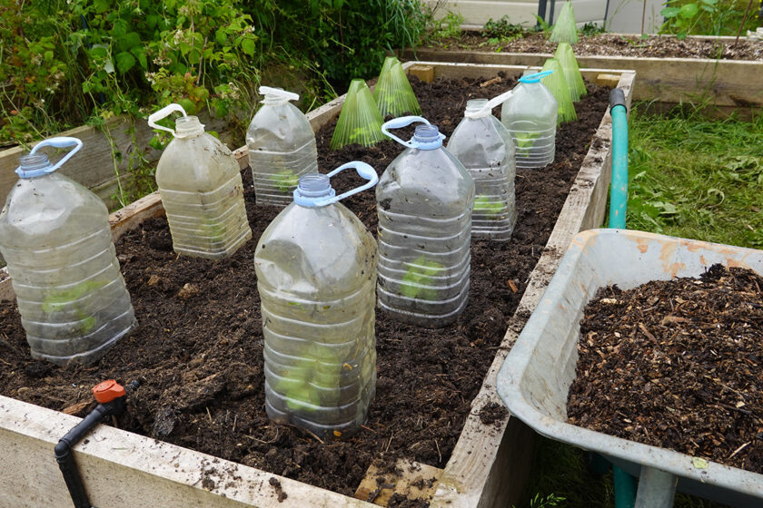 Ochrana rastlín pred mrazom pomocou plastových fliaš