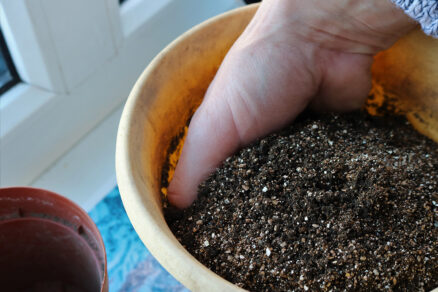 Miešanie kvalitného záhradníckeho substrátu s bielym perlitom pre lepšie prevzdušnenie koreňov.