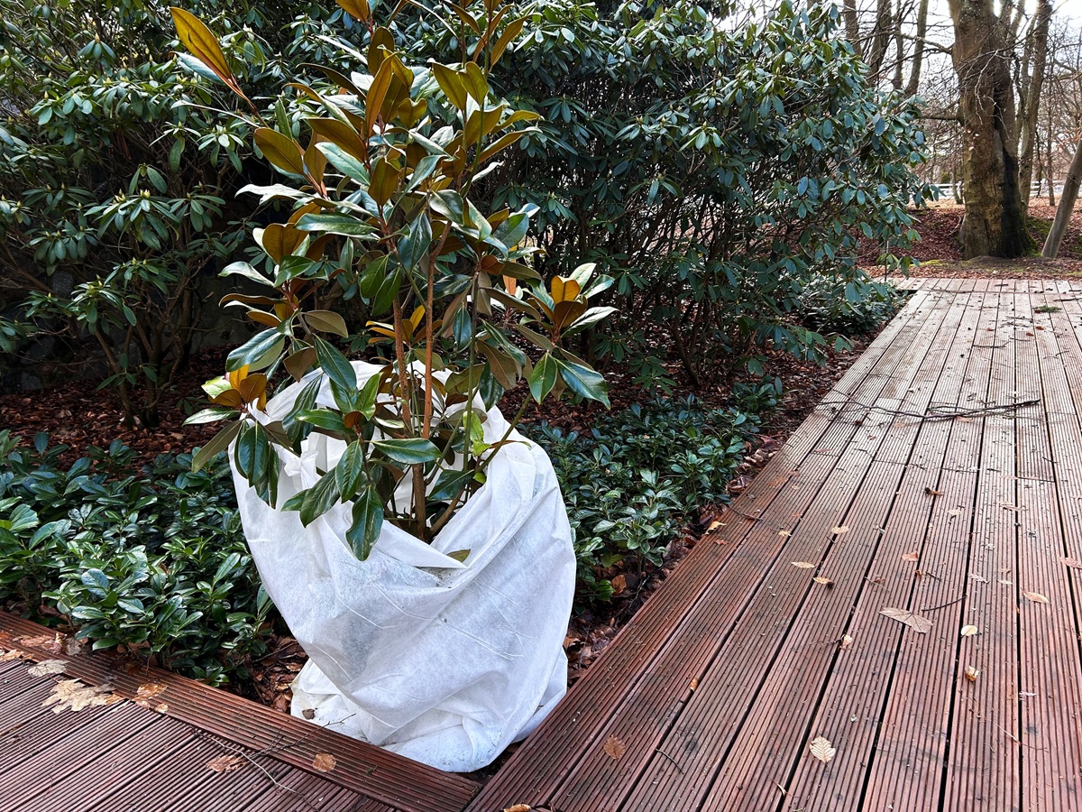 Okrasné dreviny skoro na jar