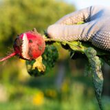 Prečo sú vaše reďkovky pálivé, drevnaté alebo popraskané? 5 najväčších chýb a ich riešenia