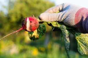 Prečo sú vaše reďkovky pálivé, drevnaté alebo popraskané? 5 najväčších chýb a ich riešenia