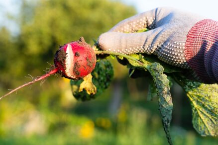 Prasknutá reďkovka po vytiahnutí zo zeme