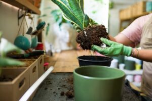 Chystáte sa presádzať izbovky? 5 (takmer) tajných prísad do substrátu pre bohatší rast