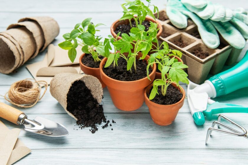 Presádzanie priesad