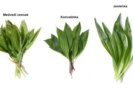 Medvedí cesnak, konvalinka a jesienka