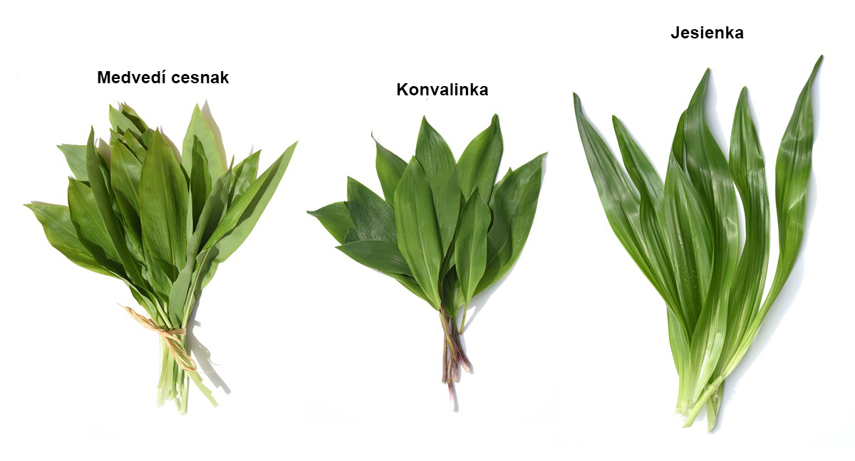 Medvedí cesnak, konvalinka a jesienka