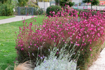 Trvalkové záhony v záhrade
