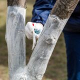 Vápnenie stromov v marci: Užitočná ochrana alebo len záhradkársky prežitok?